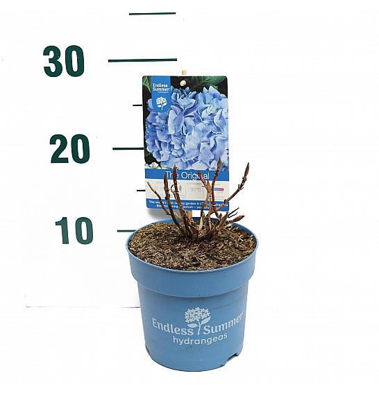 Hydrangea macrophylla The Original® Blue C1,5 Lit. 10-15 cm