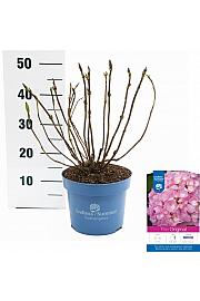 Hydrangea macrophylla The Original Pink C5 Lit. 25-30 cm