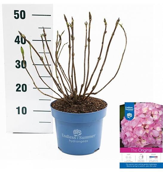 Hydrangea macrophylla The Original Pink C5 Lit. 25-30 cm