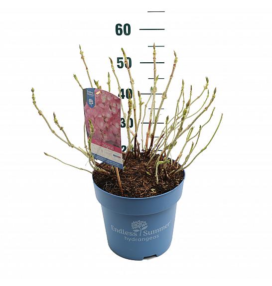 Hydrangea macrophylla The Original Pink C10 Lit. 25-35 cm