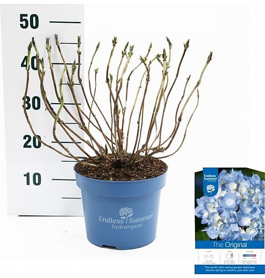 Hydrangea macrophylla The Original Blue C5 Lit. 25-30 cm
