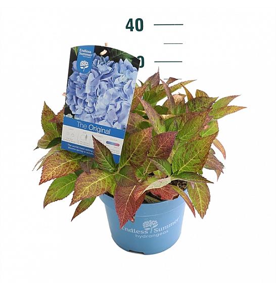 Hydrangea macrophylla The Original Blue C5 Lit. 25-30 cm