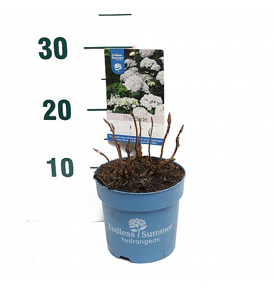 Hydrangea macrophylla The Bride® White C1,5 Lit. 10-15 cm