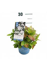 Hydrangea macrophylla The Bride® White C1,5 Lit. 10-15 cm