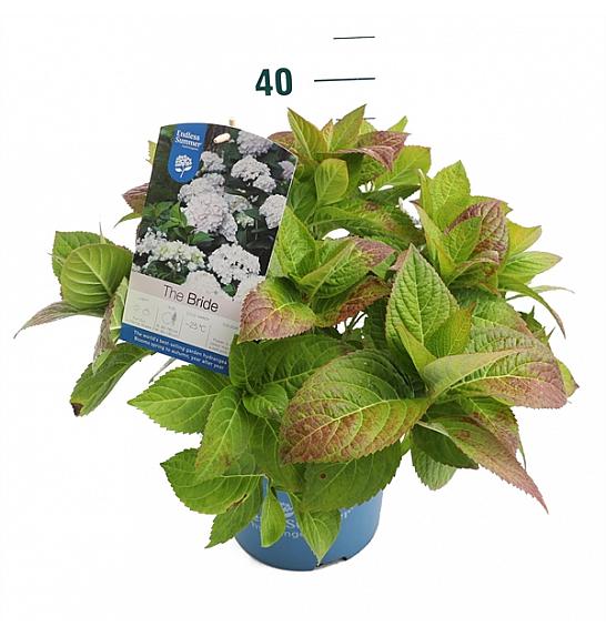 Hydrangea macrophylla The Bride White C5 Lit. 25-30 cm