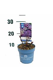 Hydrangea macrophylla Summer Love®Purple C1,5 Lit. 10-15 cm