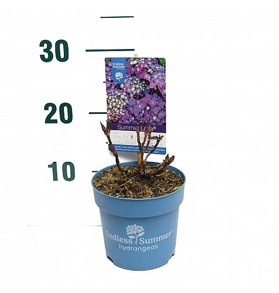 Hydrangea macrophylla Summer Love®Purple C1,5 Lit. 10-15 cm