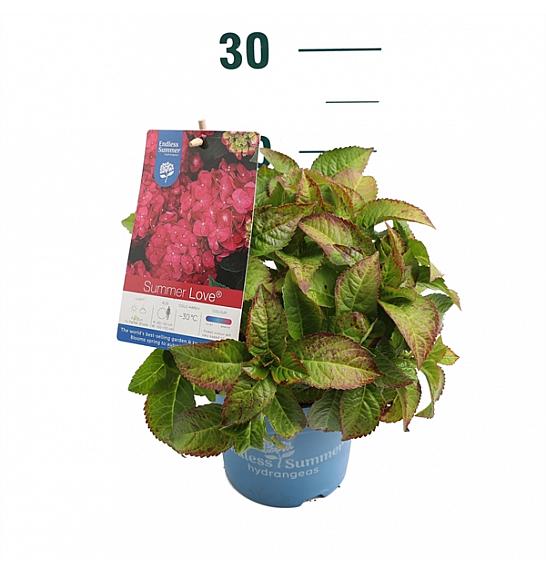 Hydrangea macrophylla Summer Love® Red C1,5 Lit. 10-15 cm