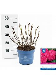 Hydrangea macrophylla Summer Love Red C5 Lit. 25-30 cm