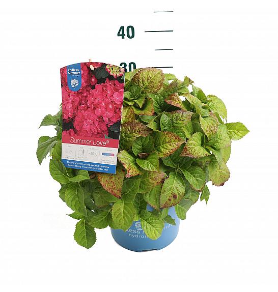 Hydrangea macrophylla Summer Love Red C5 Lit. 25-30 cm