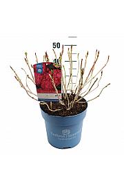 Hydrangea macrophylla Summer Love Red C10 Lit. 25-30 cm