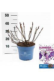 Hydrangea macrophylla Summer Love Purple C5 Lit. 25-30 cm