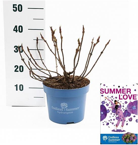 Hydrangea macrophylla Summer Love Purple C5 Lit. 25-30 cm