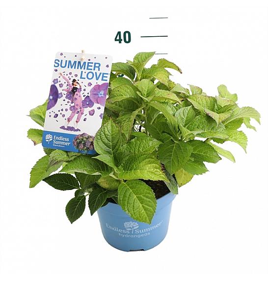 Hydrangea macrophylla Summer Love Purple C5 Lit. 25-30 cm