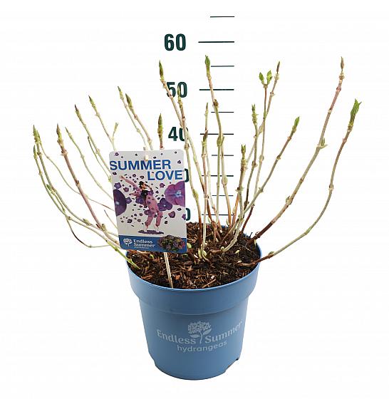 Hydrangea macrophylla Summer Love Purple C10 Lit. 25-30 cm