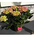 Hydrangea macrophlla C3 lit. mix 30-40 cm
