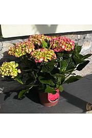 Hydrangea macrophylla Ø18 mix 30-40 cm