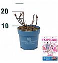 Hydrangea macrophlla BloomStar® Pink C1,5 Lit. 10-15 cm
