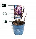 Hydrangea macrophlla BloomStar® Blue C1,5 Lit. 10-15 cm