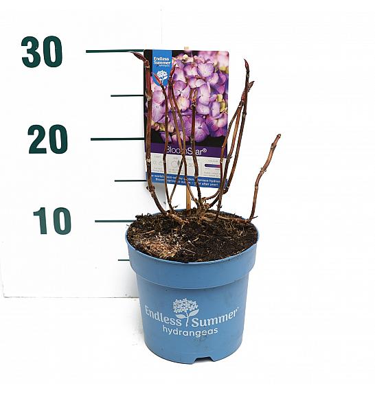Hydrangea macrophylla BloomStar® Blue C1,5 Lit. 10-15 cm