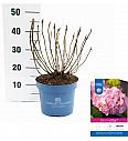 Hydrangea macrophlla BloomStar Pink C5 Lit. 25-30 cm