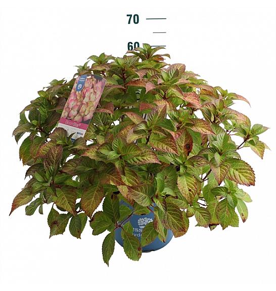 Hydrangea macrophylla BloomStar Pink C10 Lit. 25-30 cm