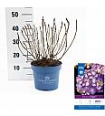 Hydrangea macrophlla BloomStar Blue C5 Lit. 25-30 cm