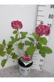 Hydrangea arborescens Pink Annabelle C5 Lit. 30-40 cm