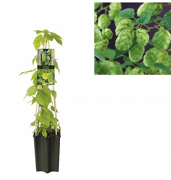 Humulus lupulus Nordbrau C1 Lit. 20-30 cm