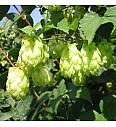 Humulus lupulus Nordbau C2 Lit. 30-40 cm
