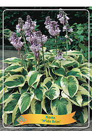 Hosta Wide Brim Ø11