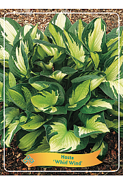 Hosta Whirl Wind Ø11