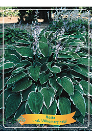 Hosta und. Albomarginata Ø11