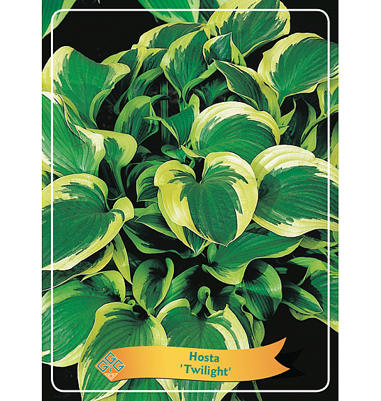 Hosta Twilight Ø11