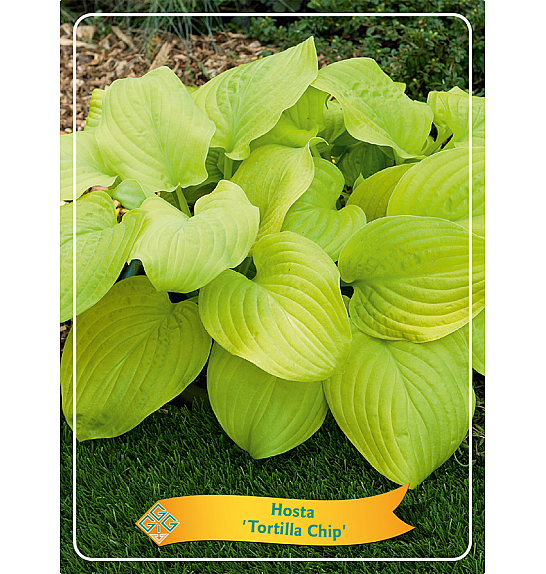 Hosta Tortilla Chip Ø11