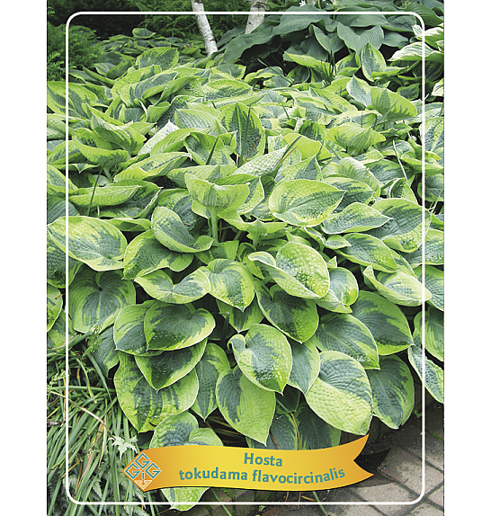 Hosta tokudama flavocircinalis Ø11
