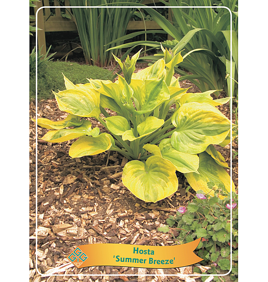 Hosta Summer Breeze fi 11cm