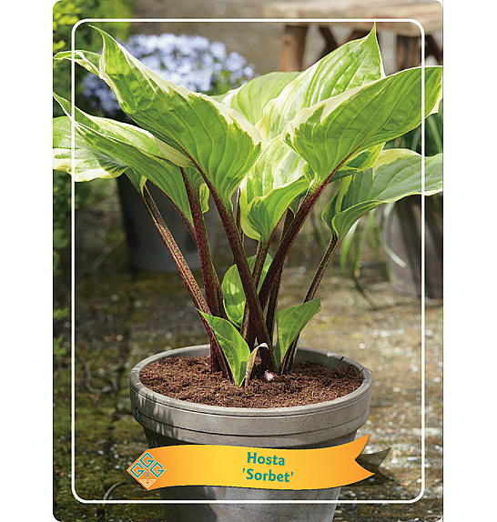 Hosta Sorbet Ø11