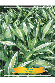 Hosta Snake Eyes Ø11