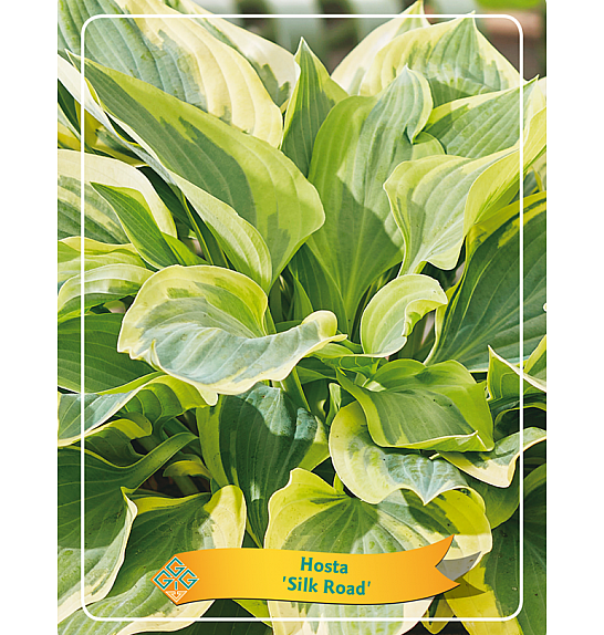 Hosta Silk Road Ø11
