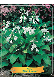 Hosta Royal Standard Ø11