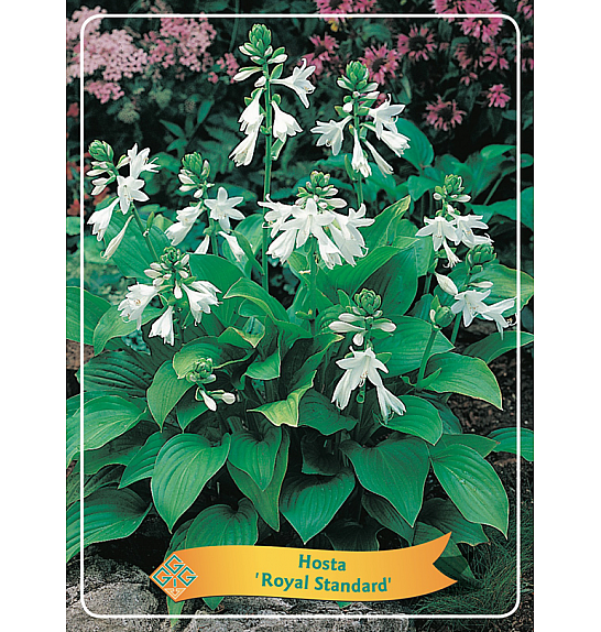 Hosta Royal Standard Ø11