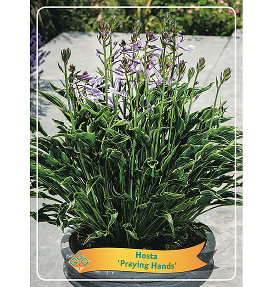 Hosta Praying hands Ø11