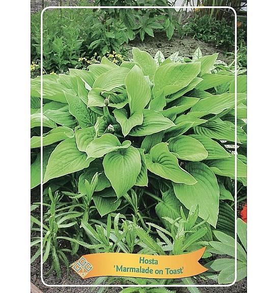 Hosta Marmelade on Toast Ø11
