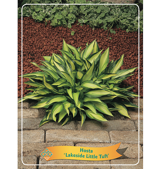 Hosta Lakeside Little Tuft Ø11