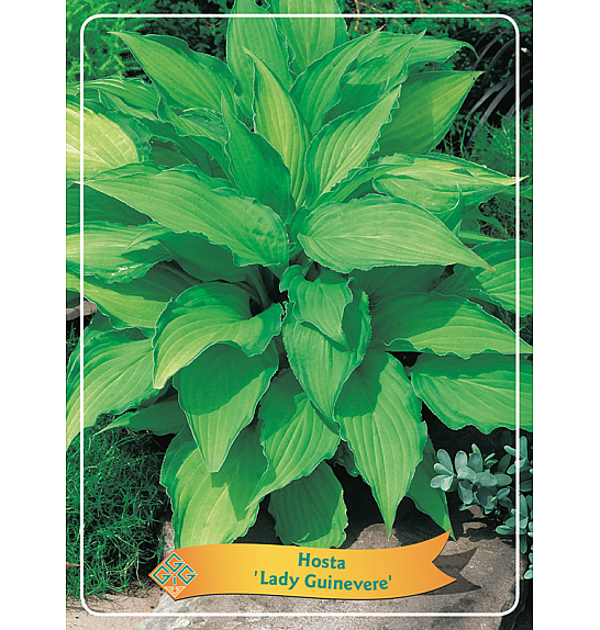 Hosta Lady Guinevere Ø11