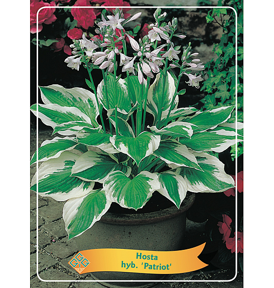 Hosta hyb. Patriot Ø11