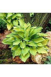 Hosta Gold Standard Ø11