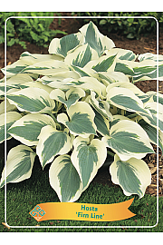 Hosta Firn Line Ø11