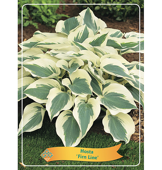 Hosta Firn Line Ø11